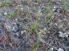 Teesdalia nudicaulis