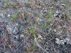 Teesdalia nudicaulis