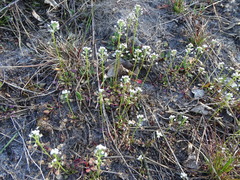 Teesdalia nudicaulis