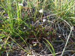 Teesdalia nudicaulis