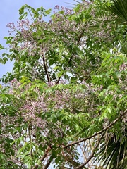 Melia azedarach