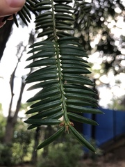 Torreya nucifera