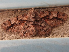 Satoblephara parvularia