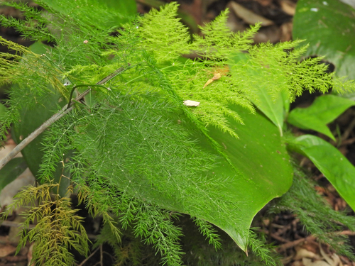 Asparagopsis observed 2026-06-10