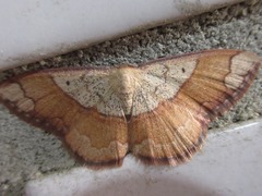 Pylargosceles steganioides