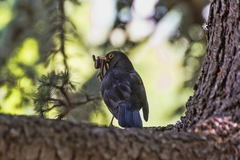 Turdus merula