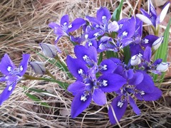 Iris rossii