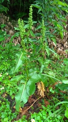 Rumex japonicus