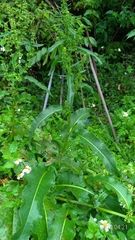 Rumex japonicus