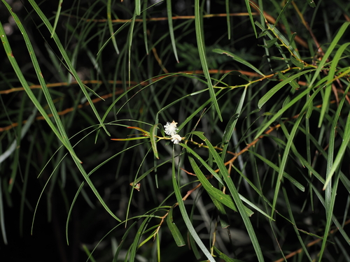 Acacia acrionastes observed 2026-06-13