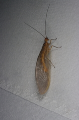 Stenolysmus extraneus