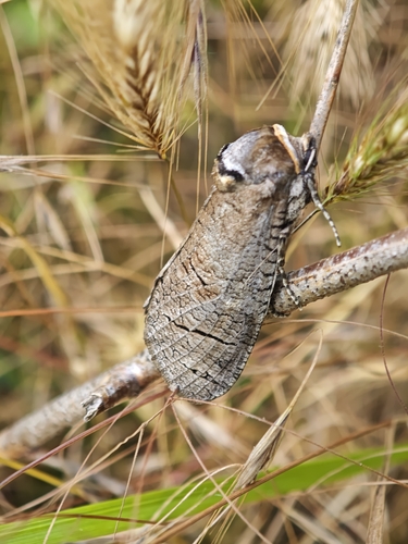 Goat Moth
