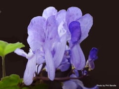 Plectranthus saccatus