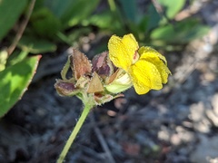 Goodenia subsolana
