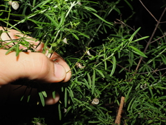Prostanthera nivea, photograph (c) Lucas Christofides, some rights reserved (CC BY)