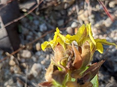 Goodenia subsolana