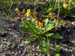 Goodenia subsolana
