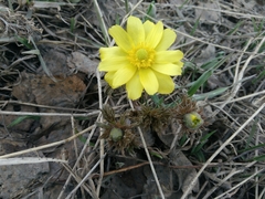 Adonis villosa