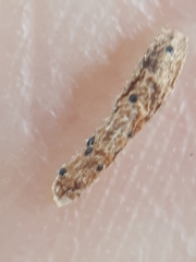 Arwidssonia empetri
