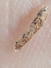 Arwidssonia empetri