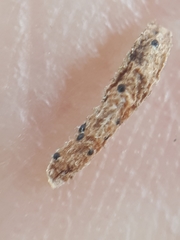 Arwidssonia empetri