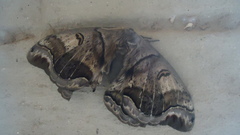 Arsenurinae