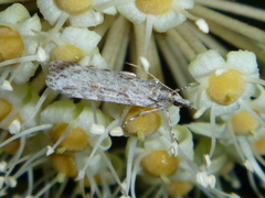 Scoparia chalicodes