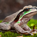 Blue Mountains Tree Frog - Photo (c) Ákos Lumnitzer, some rights reserved (CC BY-NC-ND), uploaded by Ákos Lumnitzer