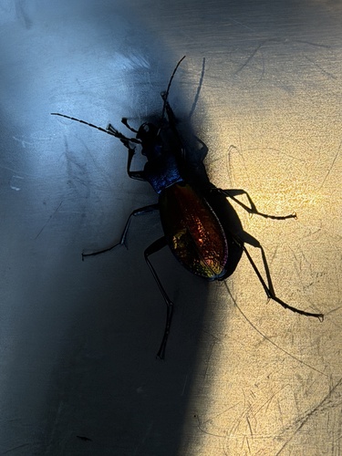 Carabus hispanus