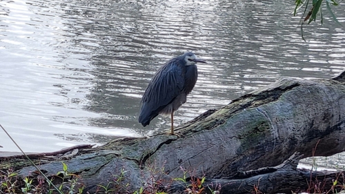 White-faced Heron