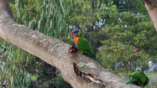Rainbow Lorikeet