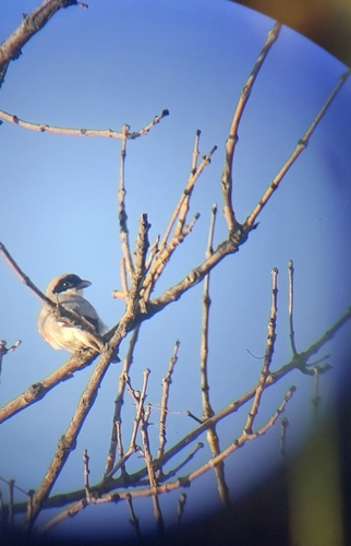 Lesser Grey Shrike