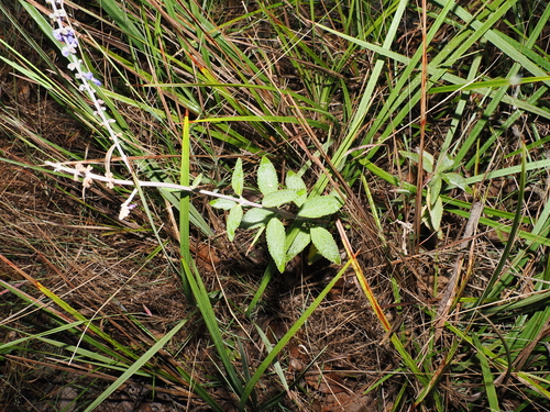 Coleus alloplectus observed 2026-06-13