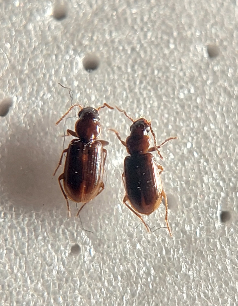 Acupalpus luteatus
