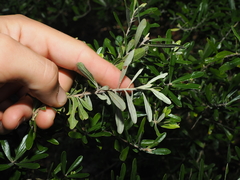 Bursaria incana, photograph (c) Lucas Christofides, some rights reserved (CC BY)
