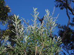 Bursaria incana, photograph (c) Lucas Christofides, some rights reserved (CC BY)