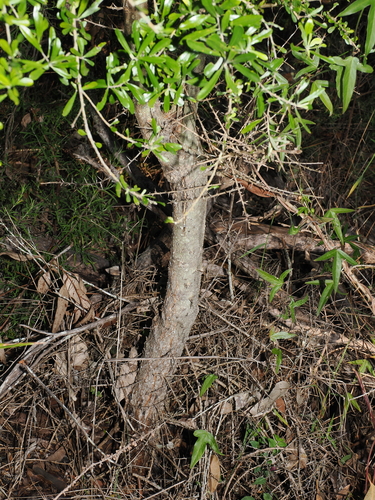 Bursaria incana, photograph 5