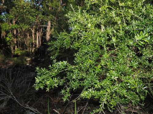 Bursaria incana, photograph 6