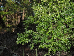 Bursaria incana, photograph (c) Lucas Christofides, some rights reserved (CC BY)