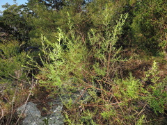 Prostanthera nivea, photograph (c) Lucas Christofides, some rights reserved (CC BY)