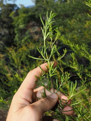 Prostanthera nivea, photograph (c) Lucas Christofides, some rights reserved (CC BY)