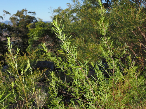 Prostanthera nivea, photograph 4