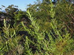 Prostanthera nivea, photograph (c) Lucas Christofides, some rights reserved (CC BY)