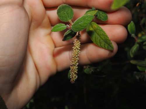 Acalypha nemorum, photograph 4