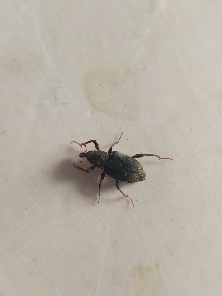 Bagous subcarinatus
