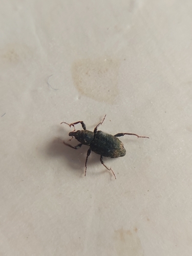 Bagous subcarinatus
