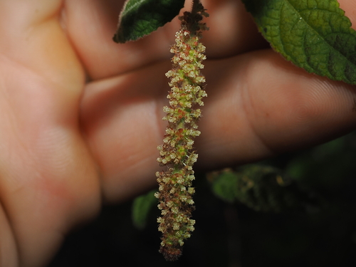 Acalypha nemorum, photograph 5