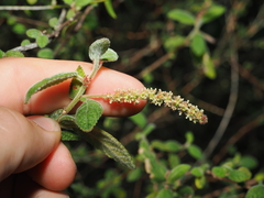 Acalypha nemorum, photograph (c) Lucas Christofides, some rights reserved (CC BY)