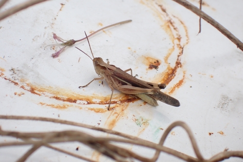 Slender Green-winged Grasshopper