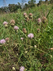 Cirsium engelmannii